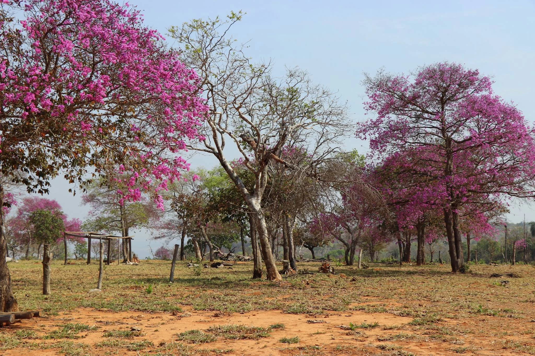 Foto do album Acorizal